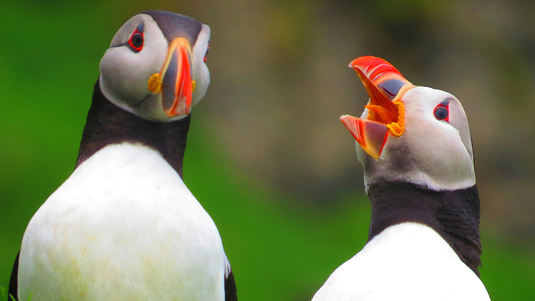Close up of two puffins