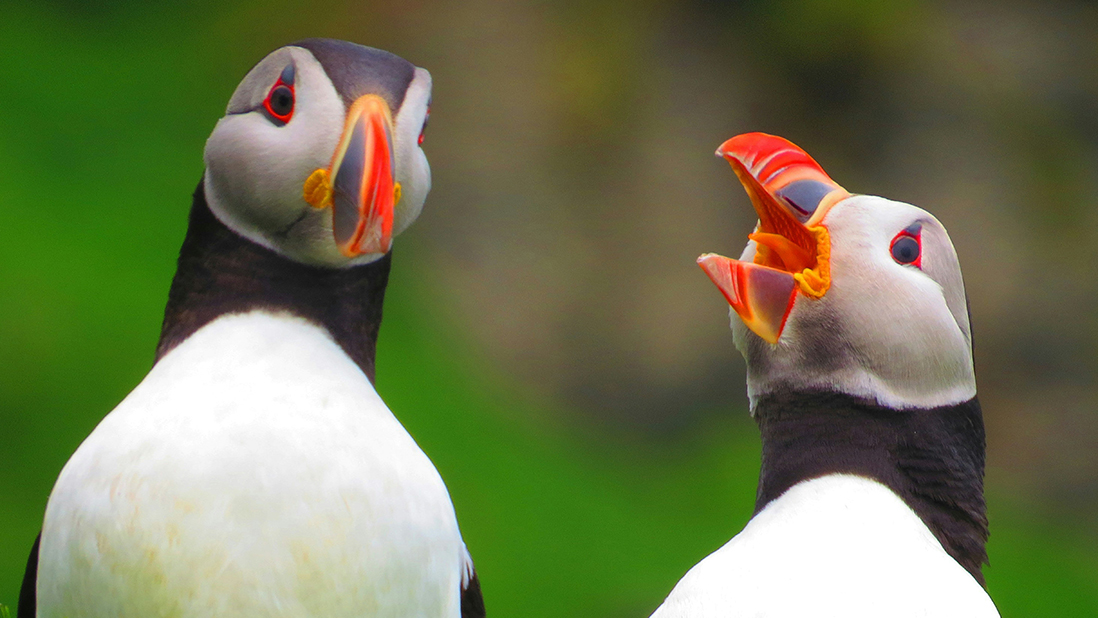 Two puffins talking