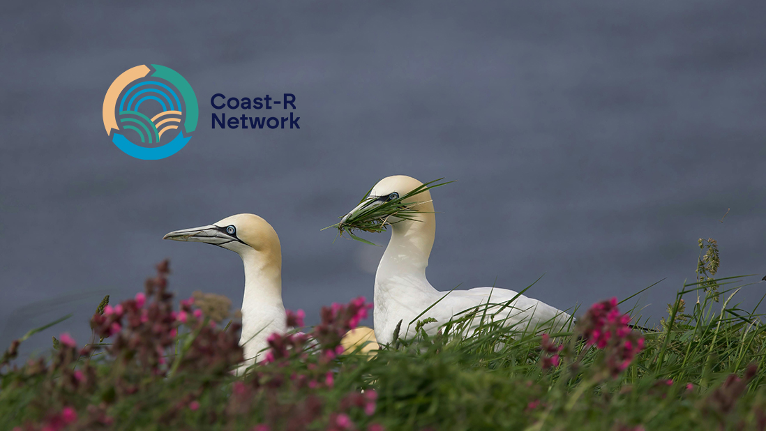 Two birds sit on a grassy cliff with the sea behind