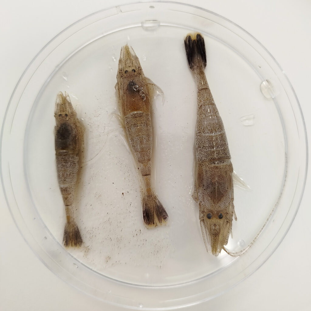 Three brown shrimp on a petri dish